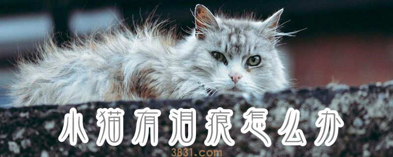 小猫有泪痕怎么办(图1)