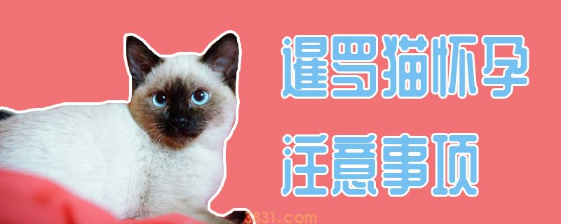 暹罗猫怀孕注意事项(图1)
