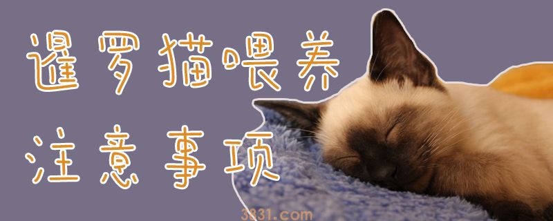暹罗猫喂养注意事项(图1)