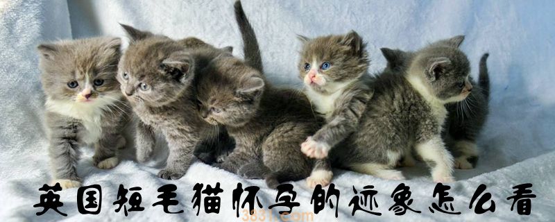 英国短毛猫怀孕的迹象怎么看(图1)