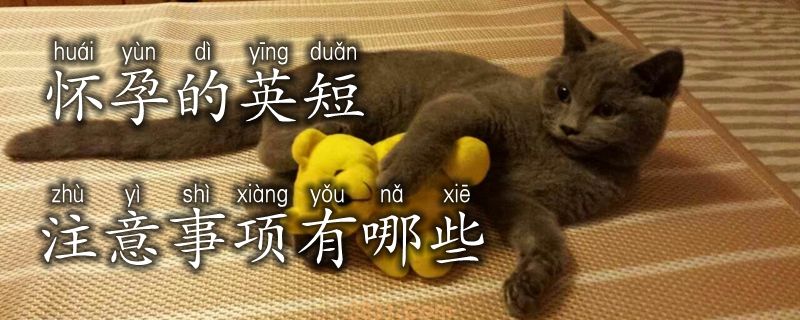 怀孕的英短注意事项有哪些(图1)