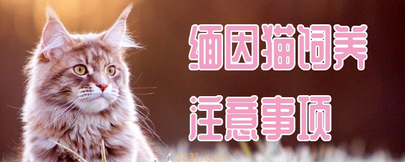 缅因猫饲养注意事项(图1)