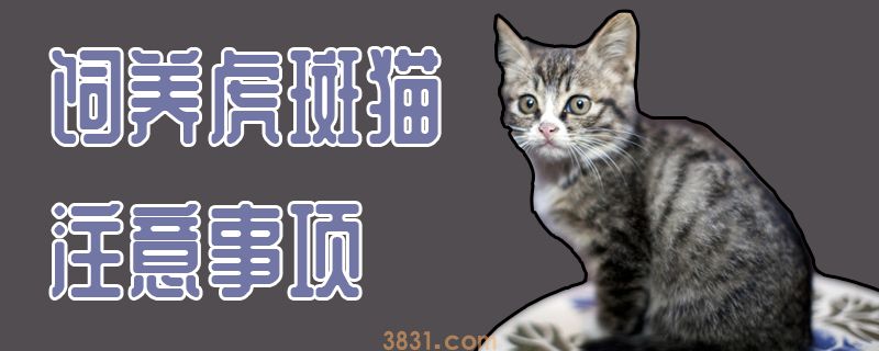 饲养虎斑猫注意事项(图1)