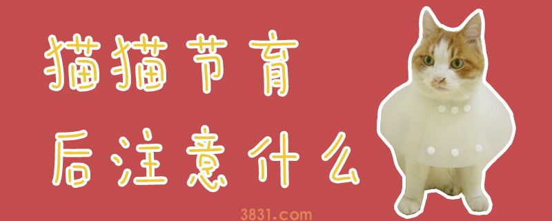 猫猫节育后注意什么(图1)