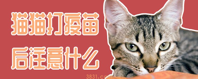 猫猫打疫苗后注意什么(图1)