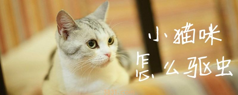 小猫咪怎么驱虫(图1)