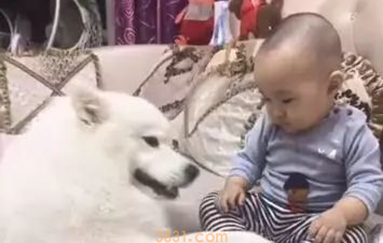 狗狗过度依赖主人的原因 如何纠正狗狗太黏人(图3)