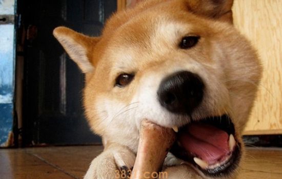 狗狗吃骨头好吗 狗狗和骨头之间你不知道的秘密(图2)