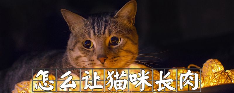 怎么让猫咪长肉(图1)