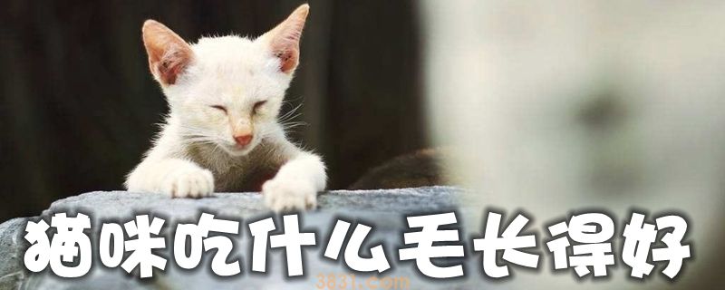 猫咪吃什么毛长得好(图1)