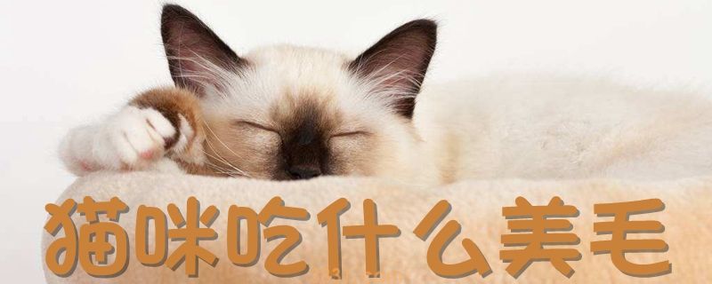 猫咪吃什么美毛(图1)