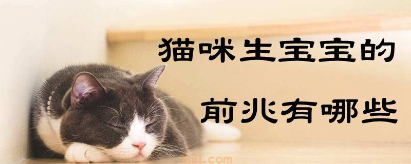 猫咪生宝宝的前兆有哪些(图1)