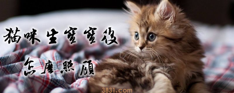 猫咪生宝宝后怎么照顾(图1)