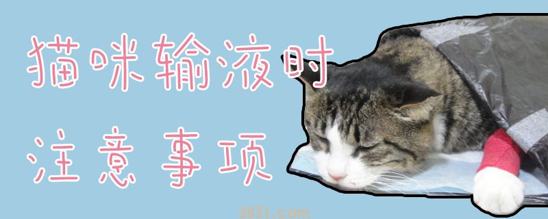 猫咪输液时注意事项(图1)