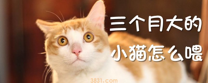 三个月大的小猫怎么喂(图1)