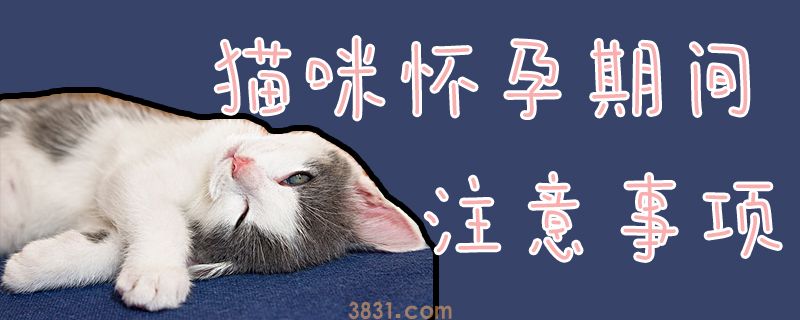 猫咪怀孕期间注意事项(图1)