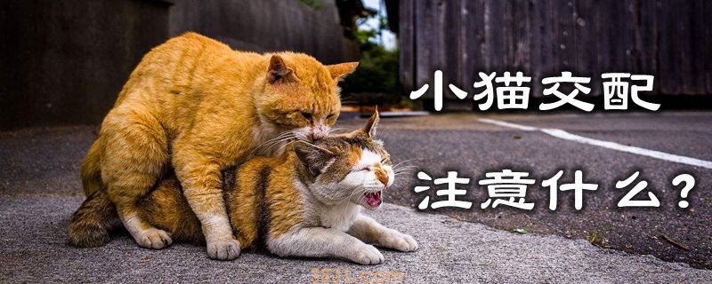 小猫交配注意什么(图1)