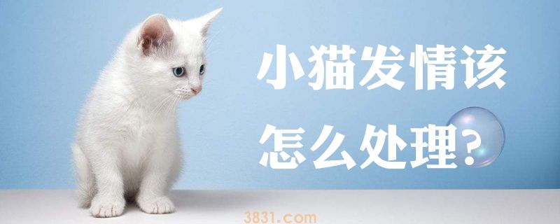 小猫发情该怎么处理(图1)