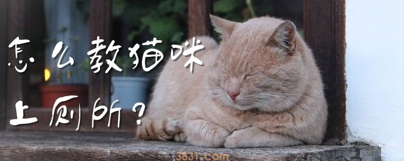 怎么教猫咪上厕所(图1)