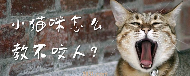 小猫咪怎么教不咬人(图1)