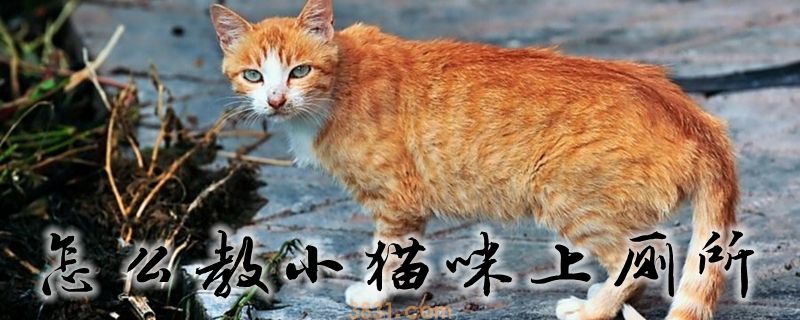 怎么教小猫咪上厕所(图1)