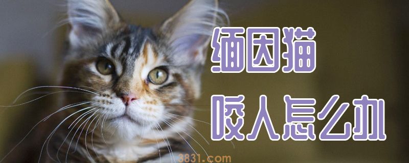 缅因猫咬人怎么办(图1)