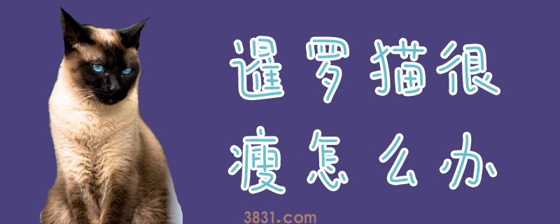 暹罗猫很瘦怎么办(图1)