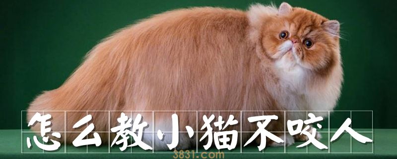 怎么教小猫不咬人(图1)