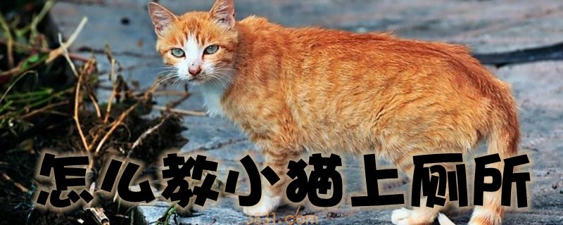 怎么教小猫上厕所(图1)