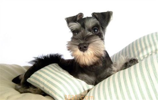 好养的三种小型犬 非常适合有小孩的家庭饲养(图2)