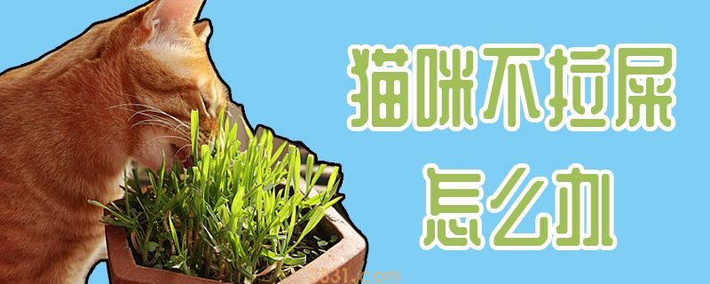 猫咪不拉屎怎么办(图1)