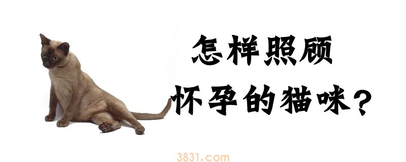 怎样照顾怀孕的猫咪(图1)