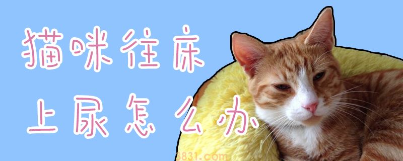 猫咪往床上尿怎么办(图1)