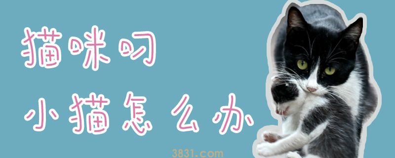 猫咪叼小猫怎么办(图1)