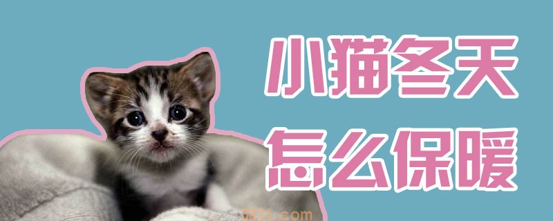 小猫冬天怎么保暖(图1)