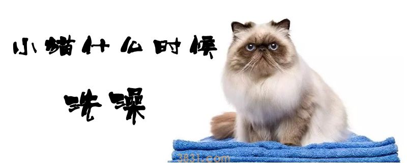 小猫什么时候洗澡(图1)