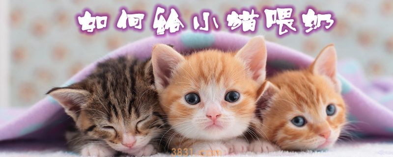 如何给小猫喂奶(图1)