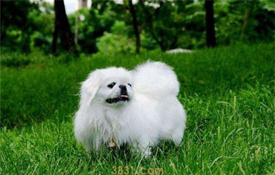 适合家养的小型犬 这三种小型犬是不错的选择(图2)