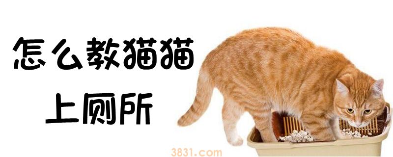 怎么教猫猫上厕所(图1)