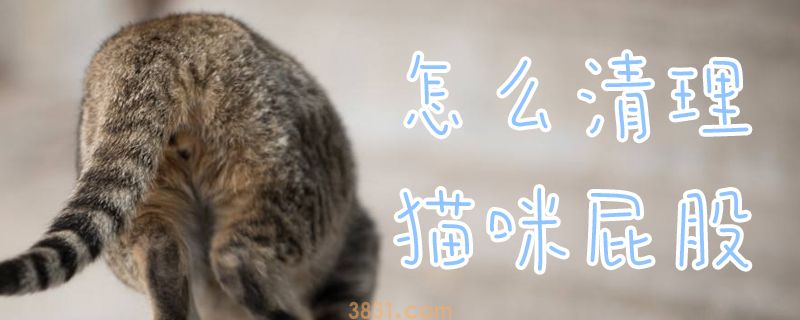 怎么清理猫咪屁股(图1)