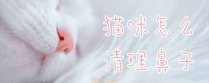 猫咪怎么清理鼻子(图1)