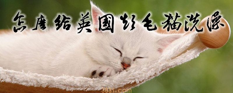 怎么给英国短毛猫洗澡(图1)