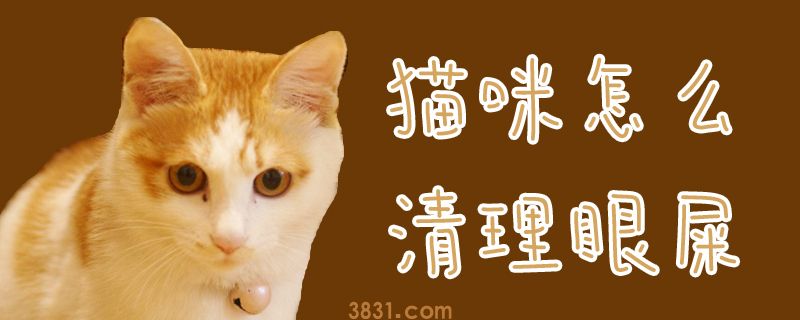 猫咪怎么清理眼屎(图1)