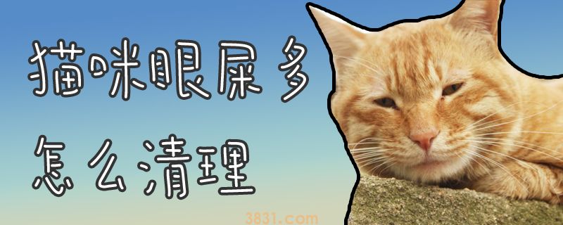 猫咪眼屎多怎么清理(图1)