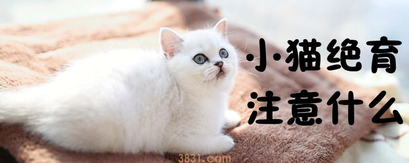 小猫绝育注意什么(图1)