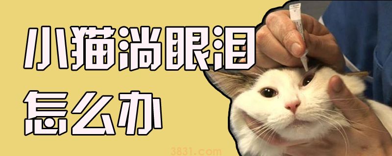 小猫淌眼泪怎么办(图1)