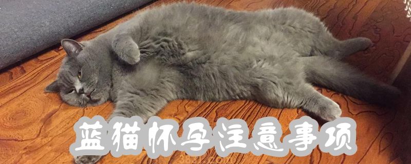 蓝猫怀孕注意事项(图1)