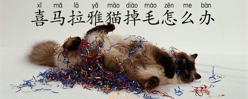 喜马拉雅猫掉毛怎么办(图1)