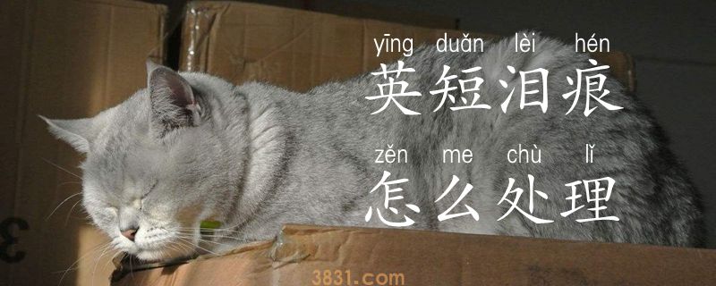 英短泪痕怎么处理(图1)