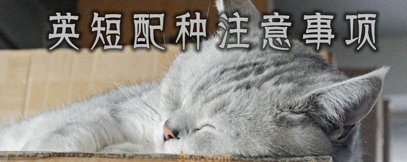 英短配种注意事项(图1)